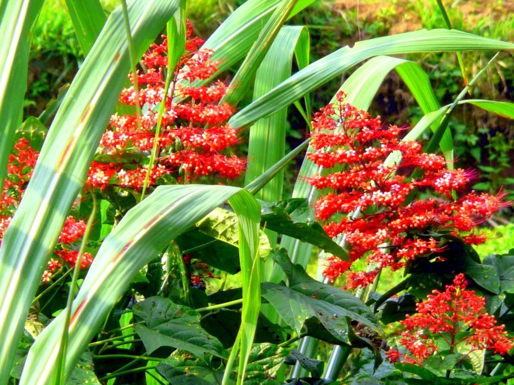 Villa Viola Ubud Esterno foto
