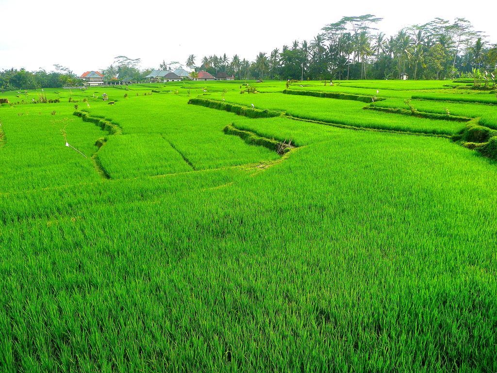 Villa Viola Ubud Esterno foto