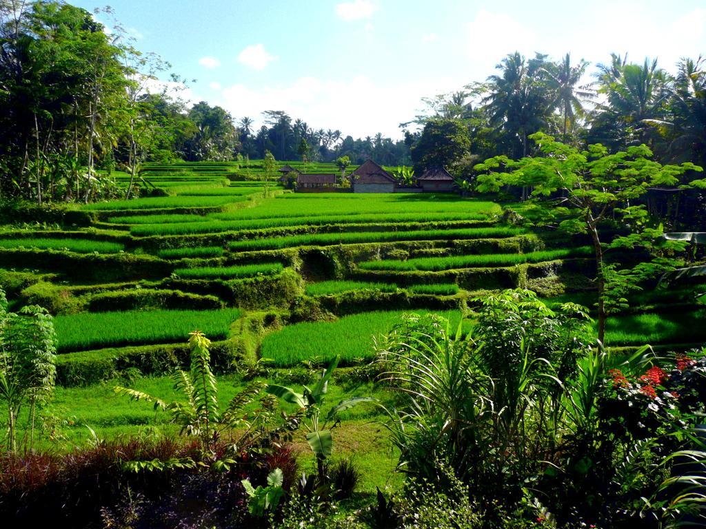 Villa Viola Ubud Esterno foto
