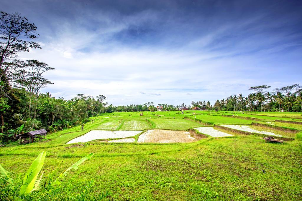 Villa Viola Ubud Esterno foto